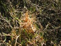 Cuscuta salina image