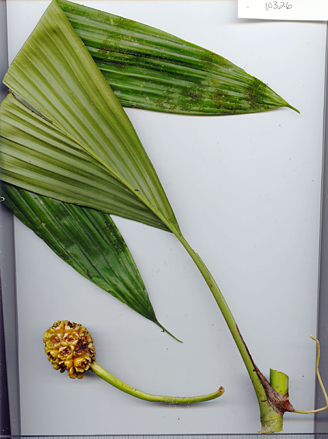 Cyclanthaceae image