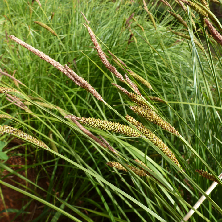 Carex senta image