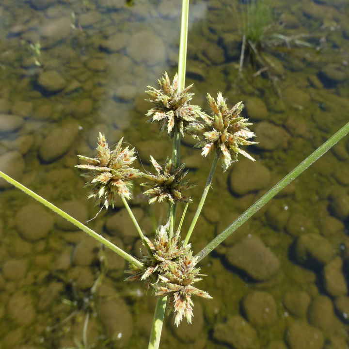 Cyperus elegans image