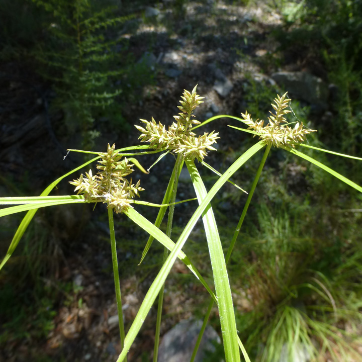 Cyperus pallidicolor image