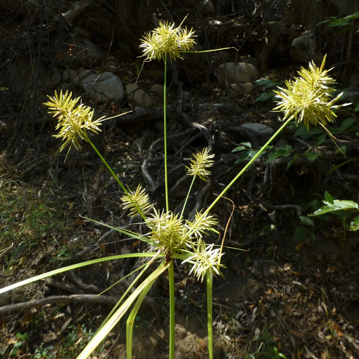 Cyperus strigosus image