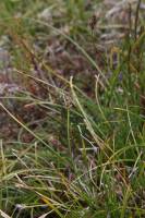 Carex bonplandii image