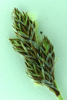 Carex tahoensis image