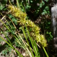 Image of Carex alma