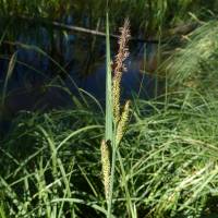 Image of Carex acutinella
