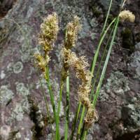 Carex agrostoides image