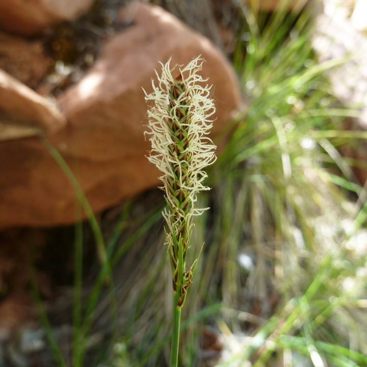 Carex curatorum image