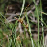 Image of Carex deflexa