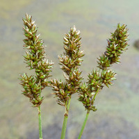 Image of Carex diandra
