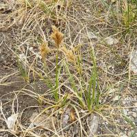 Carex douglasii image