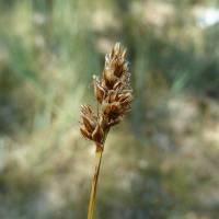 Image of Carex eleocharis