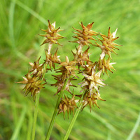 Image of Carex echinata