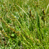 Carex echinata image