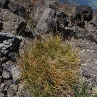 Carex elynoides image