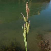 Image of Carex emoryi