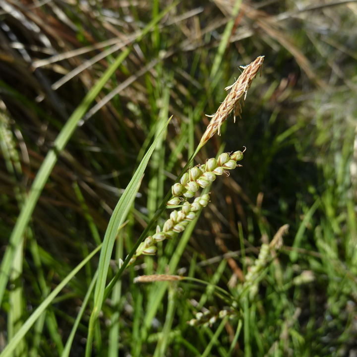 Carex hassei image