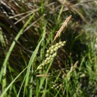 Carex arizonica image
