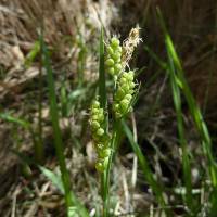 Carex hassei image