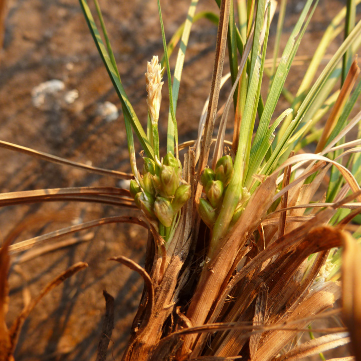 Carex lativena image