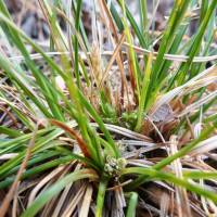 Carex lativena image