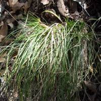 Carex lativena image