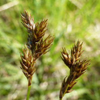Image of Carex mariposana