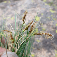 Image of Carex nardina
