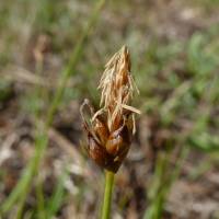 Carex obtusata image