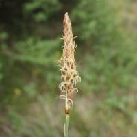 Image of Carex oreocharis