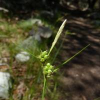Image of Carex leucodonta