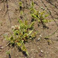 Cyperus squarrosus image