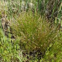 Eleocharis montana image