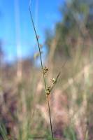 Cyperus sphaerolepis image