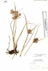 Cyperus esculentus image