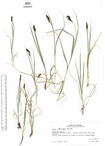 Carex chalciolepis image