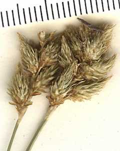 Carex subfusca image