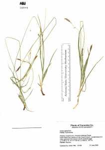 Carex arizonica image