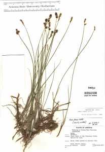 Carex siccata image