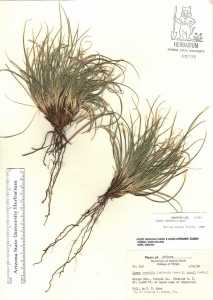 Carex geophila image