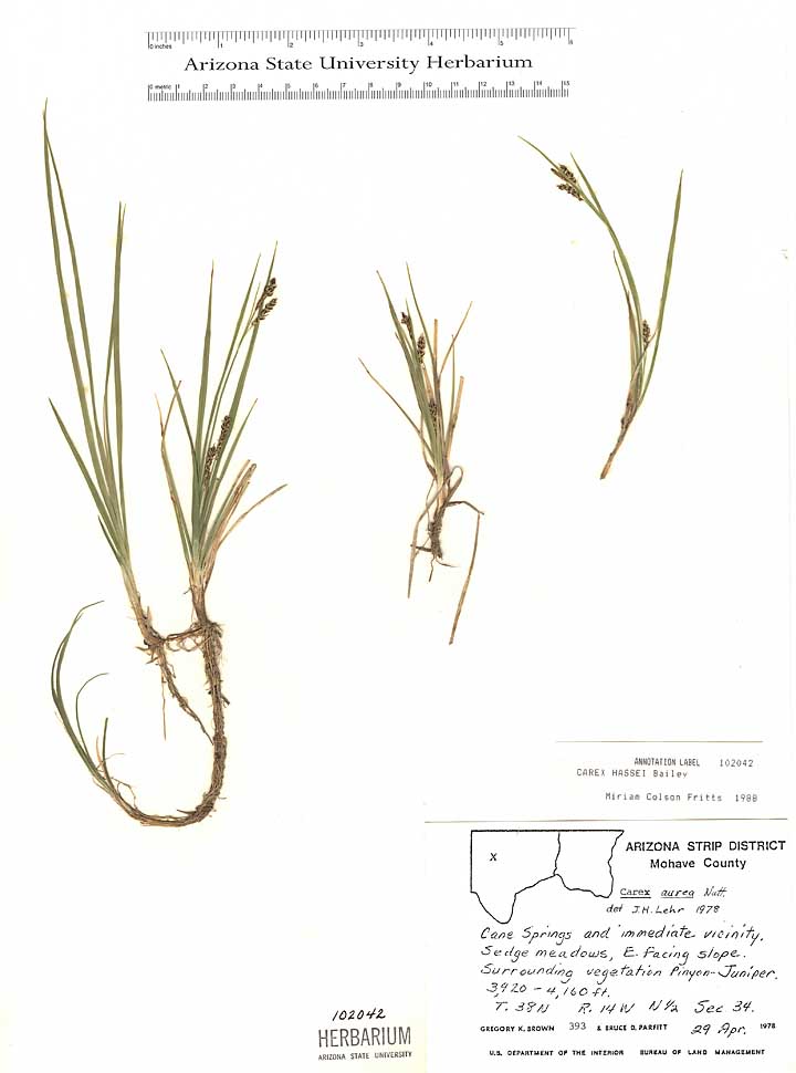 Carex hassei image