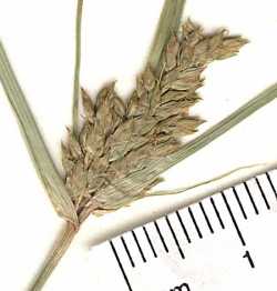 Cyperus fendlerianus image