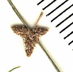 Cyperus subsquarrosus image