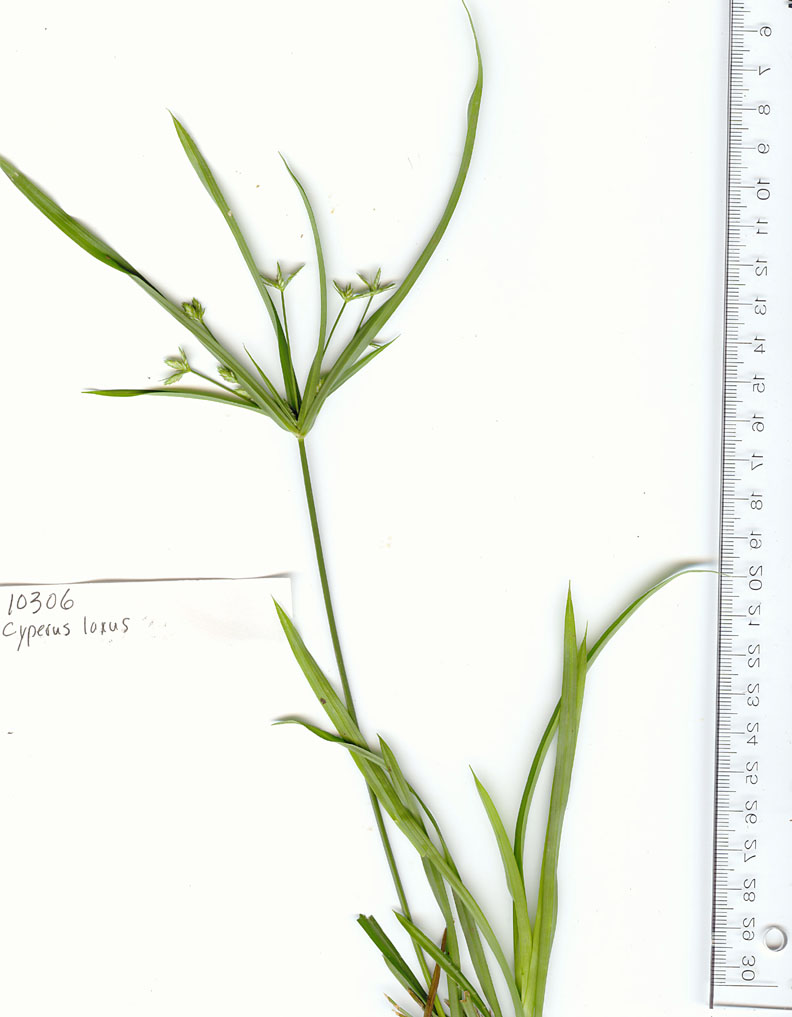 Cyperus laxus image