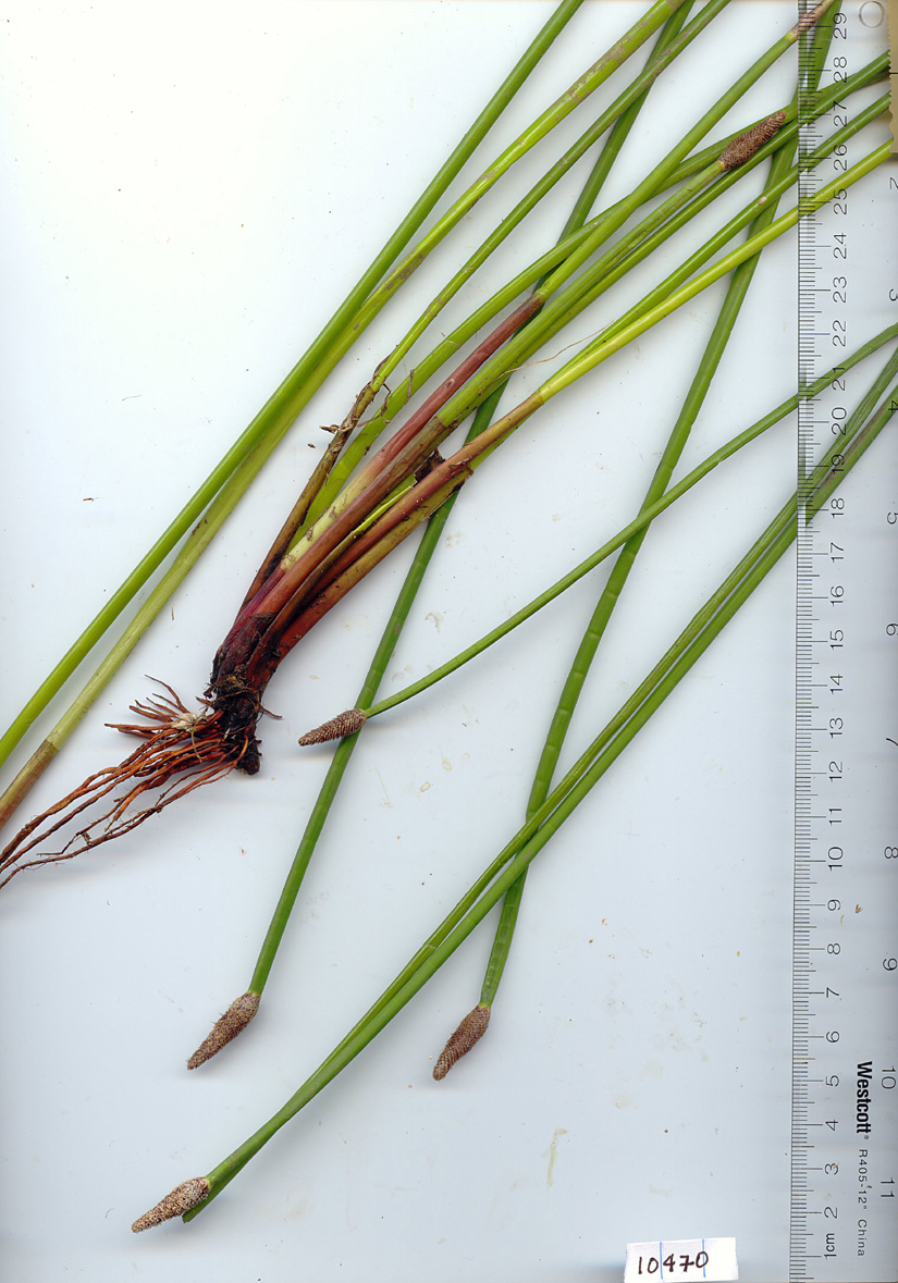 Eleocharis image