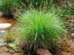 Carex senta image