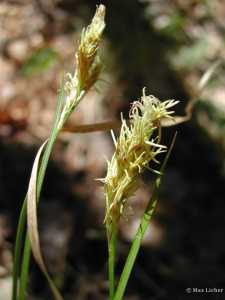 Image of Carex aenea