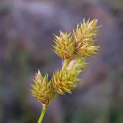 Image of Carex brevior