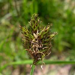 Carex ebenea image