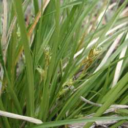Carex geophila image